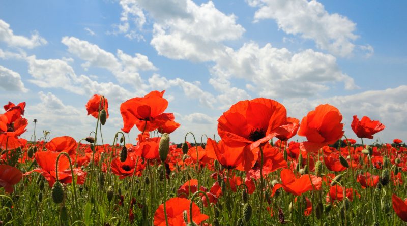 poppies